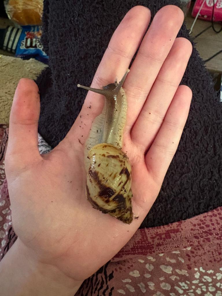 achatina retuculata baby’s :), 0 tot 2 jaar