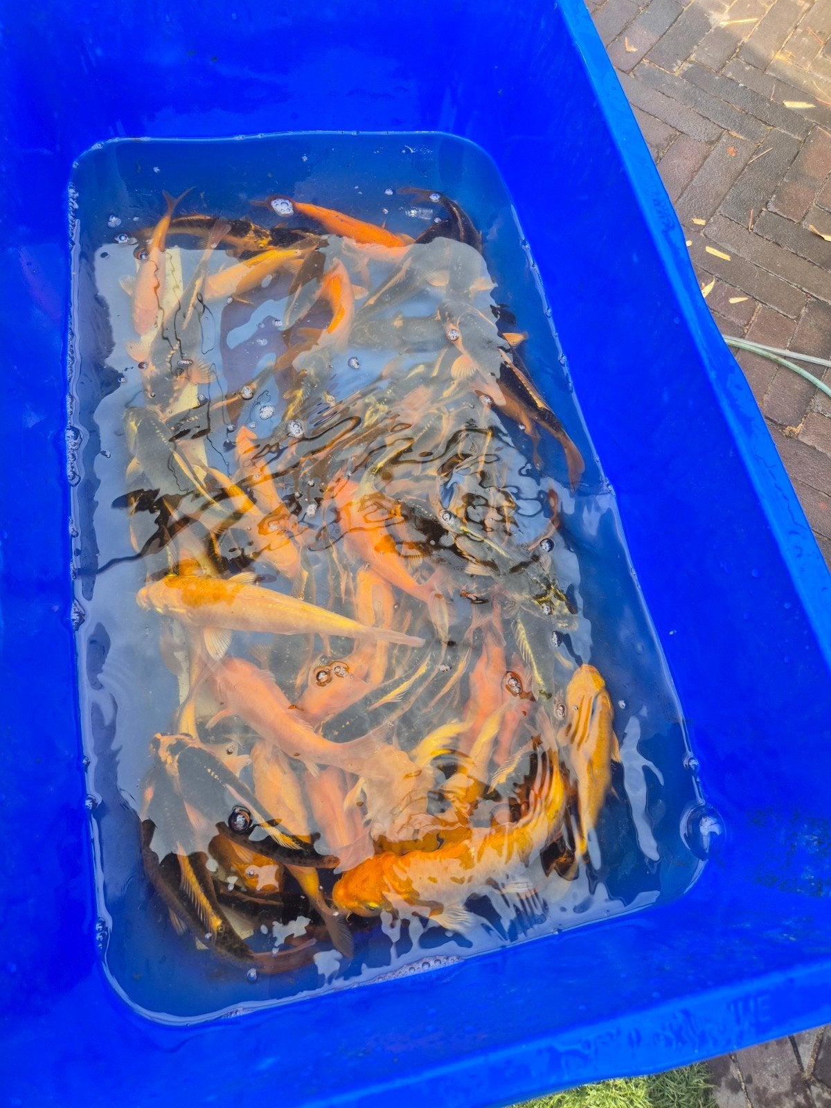 Jonge koi's te koop, Karper of Koi