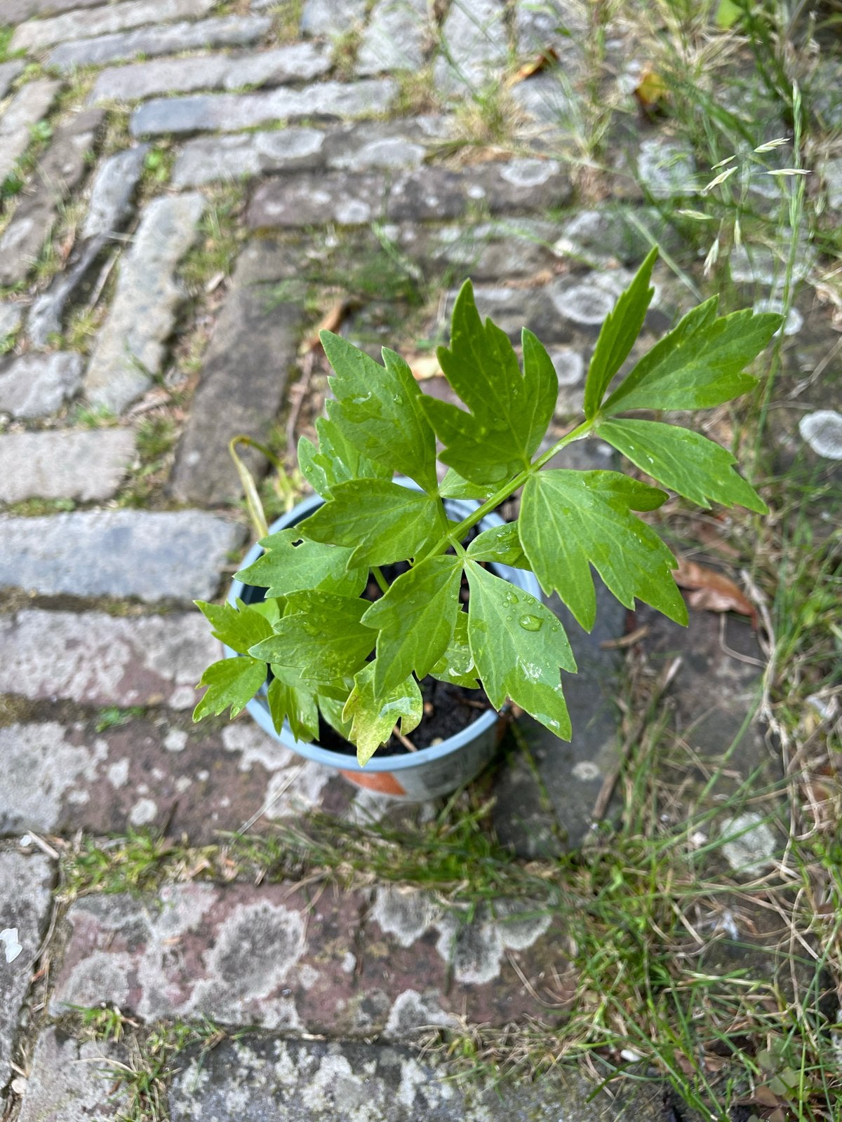Stekje maggiplant (Lavas) - Vers en geurig kruid, Ophalen, Volle zon, Vaste plant, Kruiden