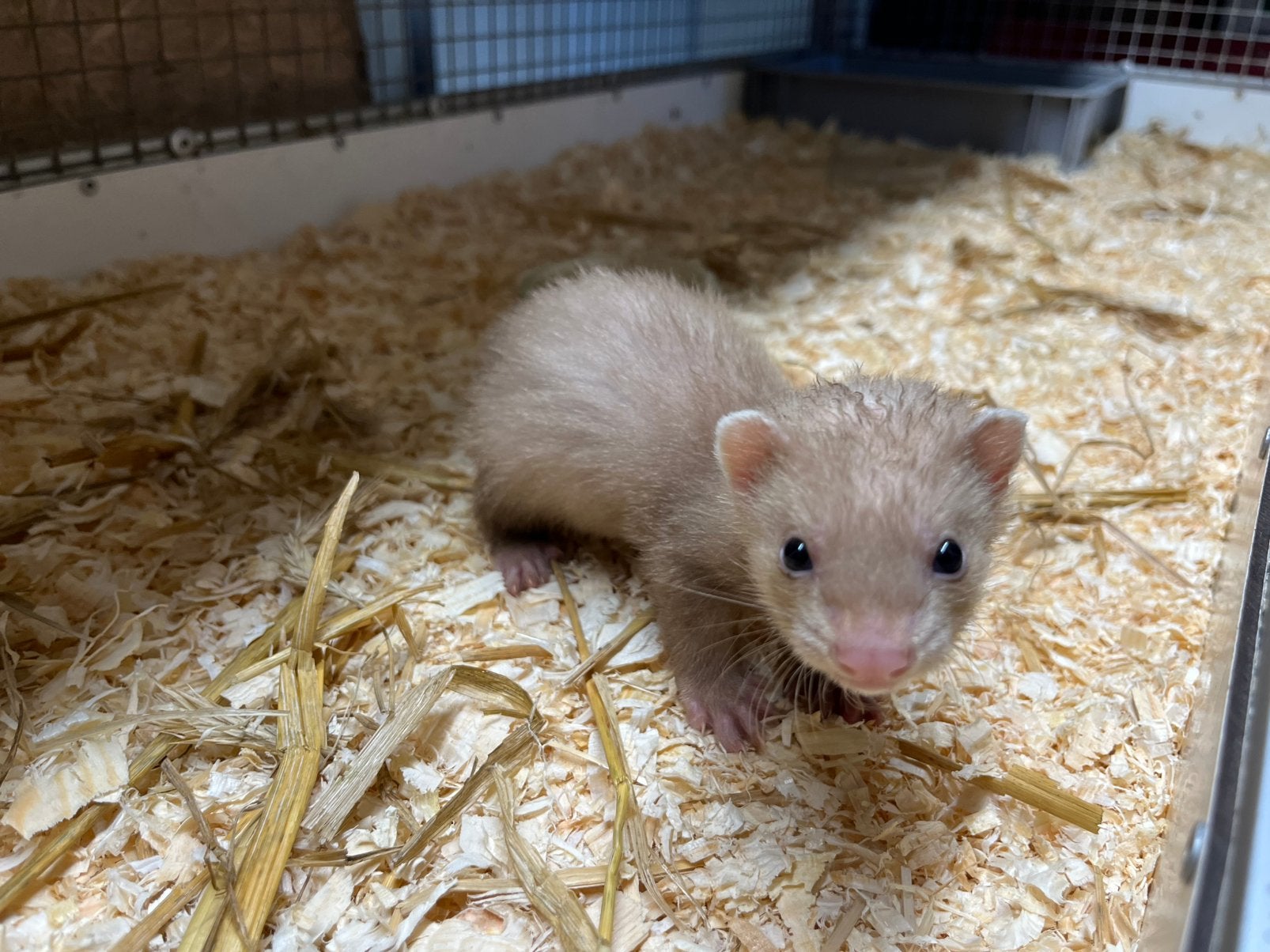 Fretten pups, sandy, albino en wildkleur., Mei, Meerdere dieren