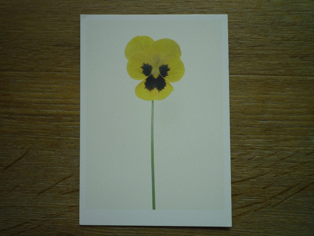 Kunstkaart Hoornviooltje door Matthijs Heins viooltje bloeme, Ophalen of Verzenden, Voor 1920, Sterren en Beroemdheden