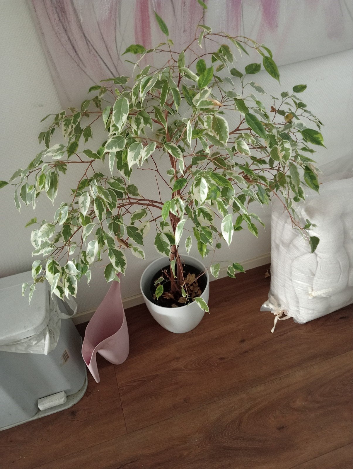 Planten, Ophalen of Verzenden, Halfschaduw, Minder dan 100 cm