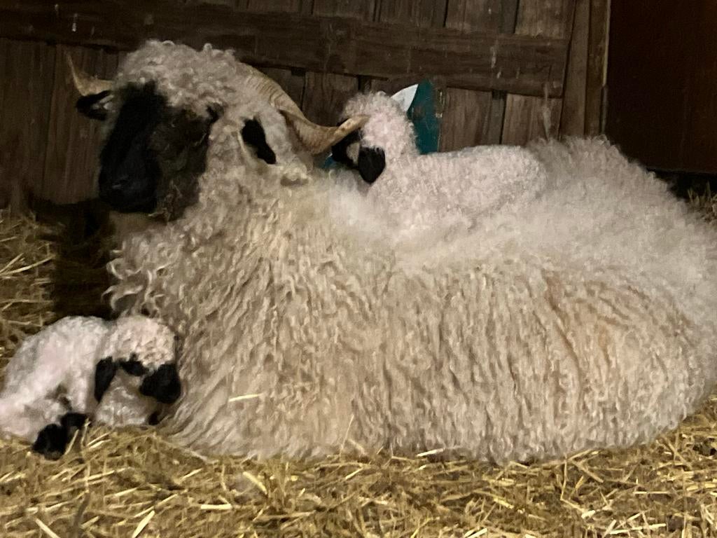 Te koop Walliser swarznase schapen / lammeren, Dieren en Toebehoren, Schapen, Geiten en Varkens, Meerdere dieren, Schaap, 0 tot 2 jaar