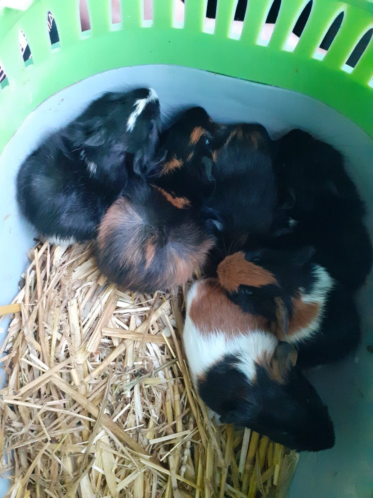 baby cavia's, Cavia, Augustus, Meerdere dieren, Tam