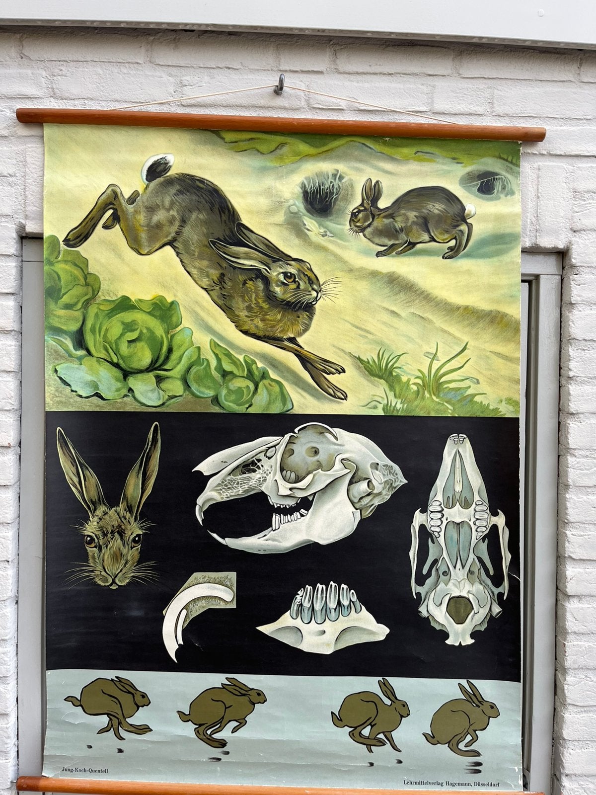 Prachtige haas/konijn linnen schoolplaat Jung Koch Quintell!, Ophalen of Verzenden, Natuur en Biologie