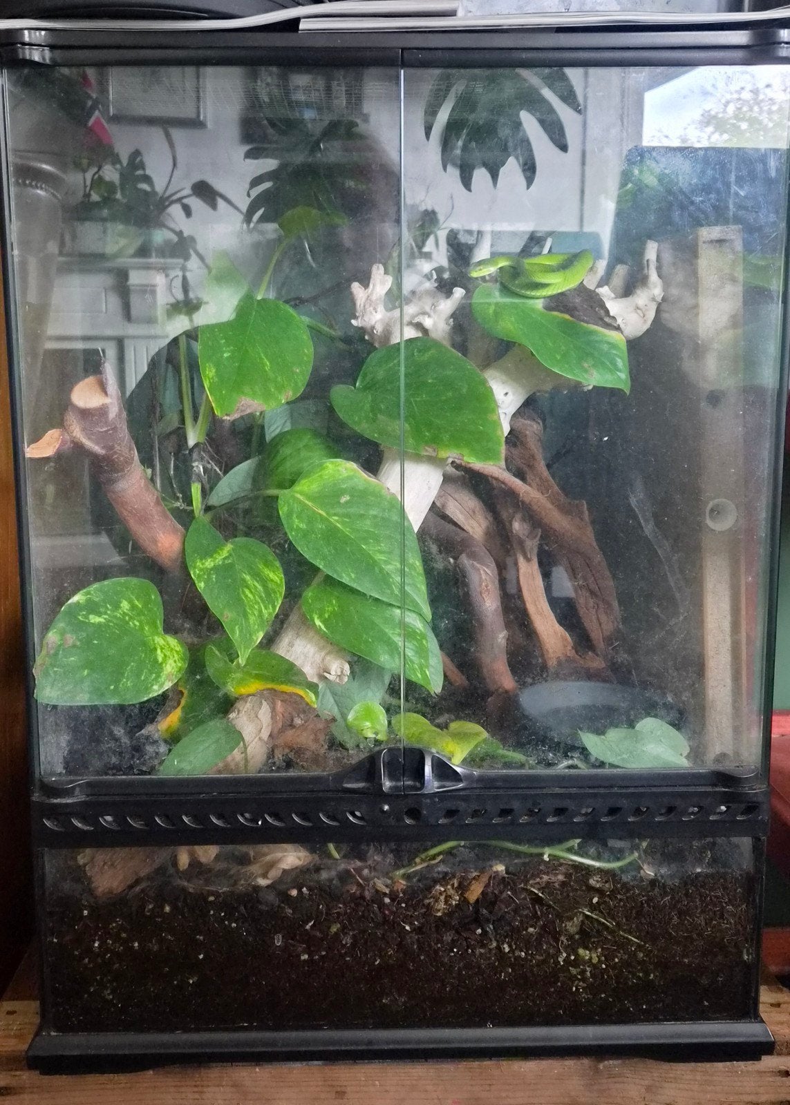 Trimeresurus albolabris man, Met terrarium, 3 tot 6 jaar