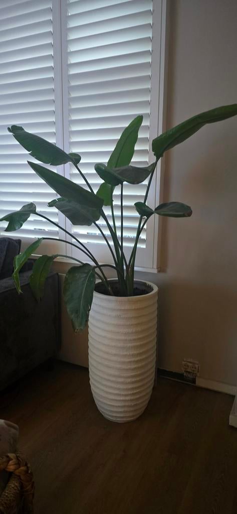 Strelitzia in pot - Paradijsvogelplant, Huis en Inrichting, Kamerplanten, 100 tot 150 cm, Overige soorten, Ophalen of Verzenden