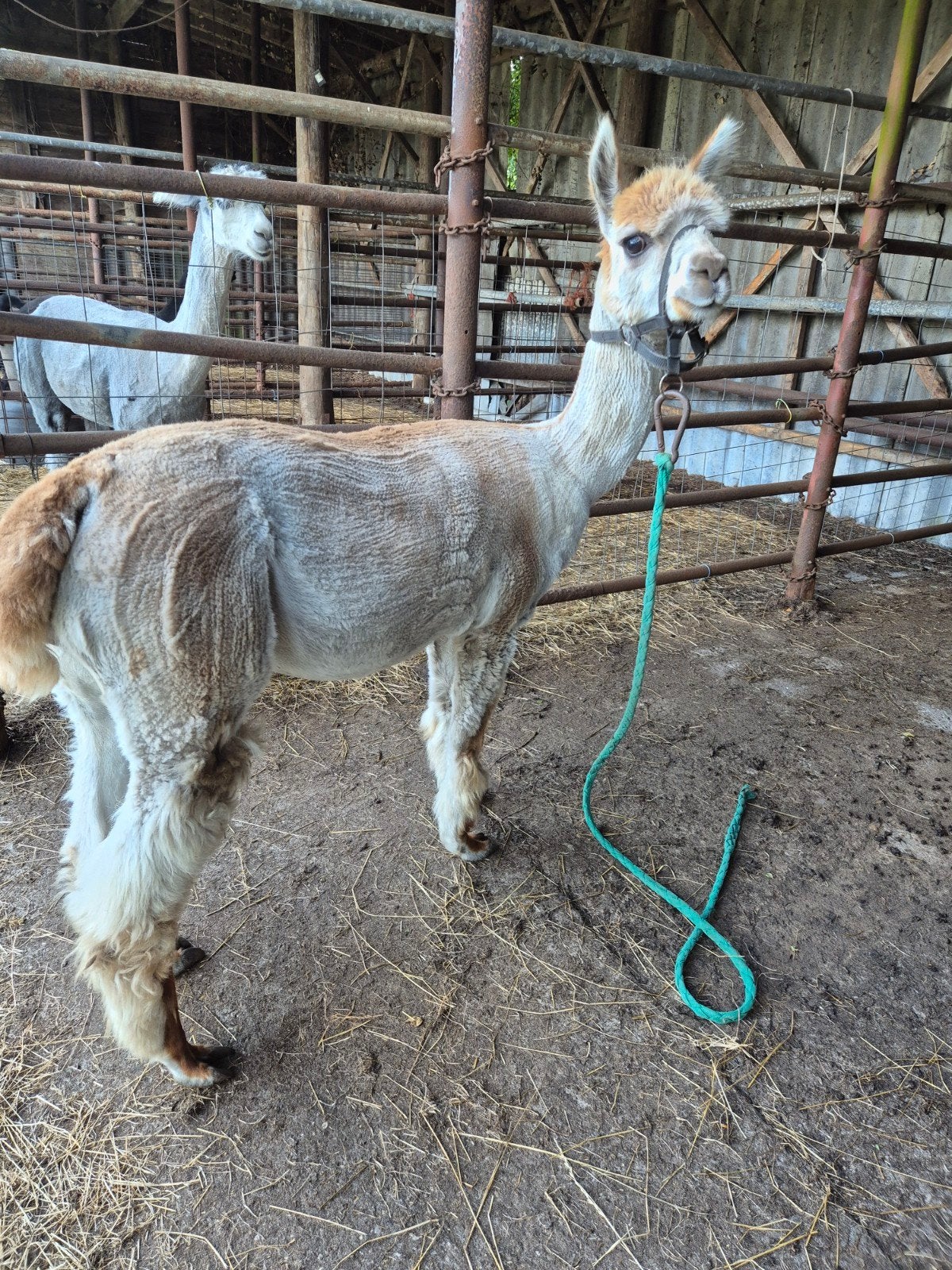alpaca dekhengst en alpaca merrie met hengstveulen., Dieren en Toebehoren, Overige Dieren, Mei, Meerdere dieren