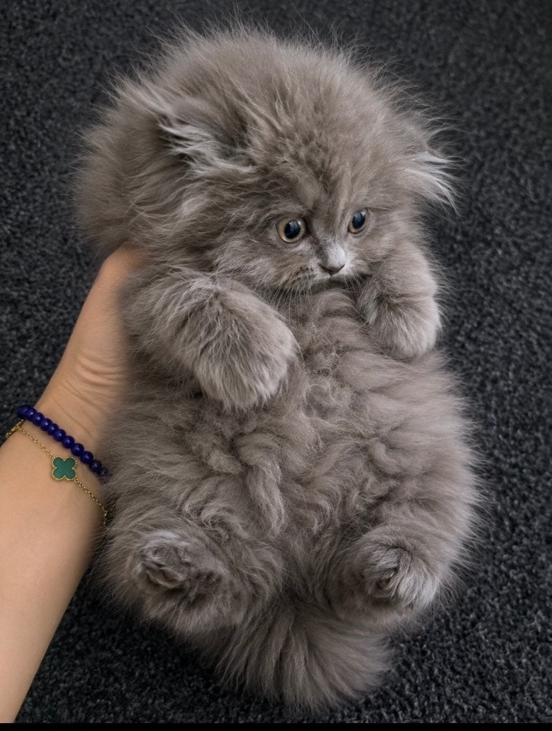 doll face kitten, Dieren en Toebehoren, Katten en Kittens | Raskatten | Korthaar, Kater, 0 tot 2 jaar, Ontwormd