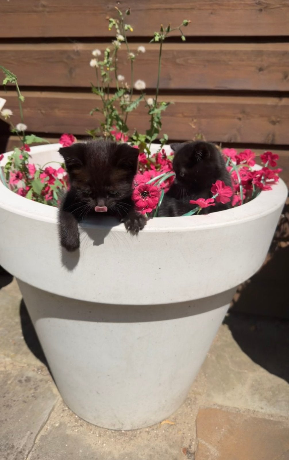 Kittens prinsjes en prinsesjes, Meerdere dieren