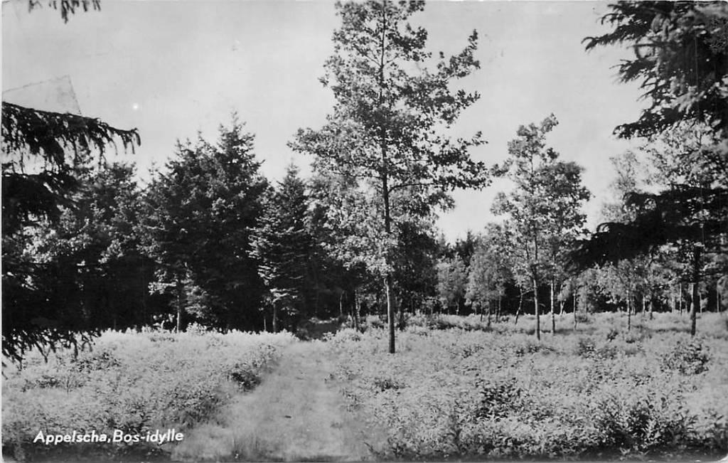381-483-013 Appelscha Bos, Verzenden, Voor 1920, Friesland