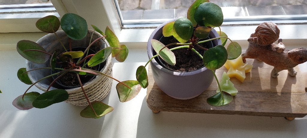 Pannekoekplant, Huis en Inrichting, Kamerplanten, Ophalen, Halfschaduw, Minder dan 100 cm, Bloeiende kamerplant