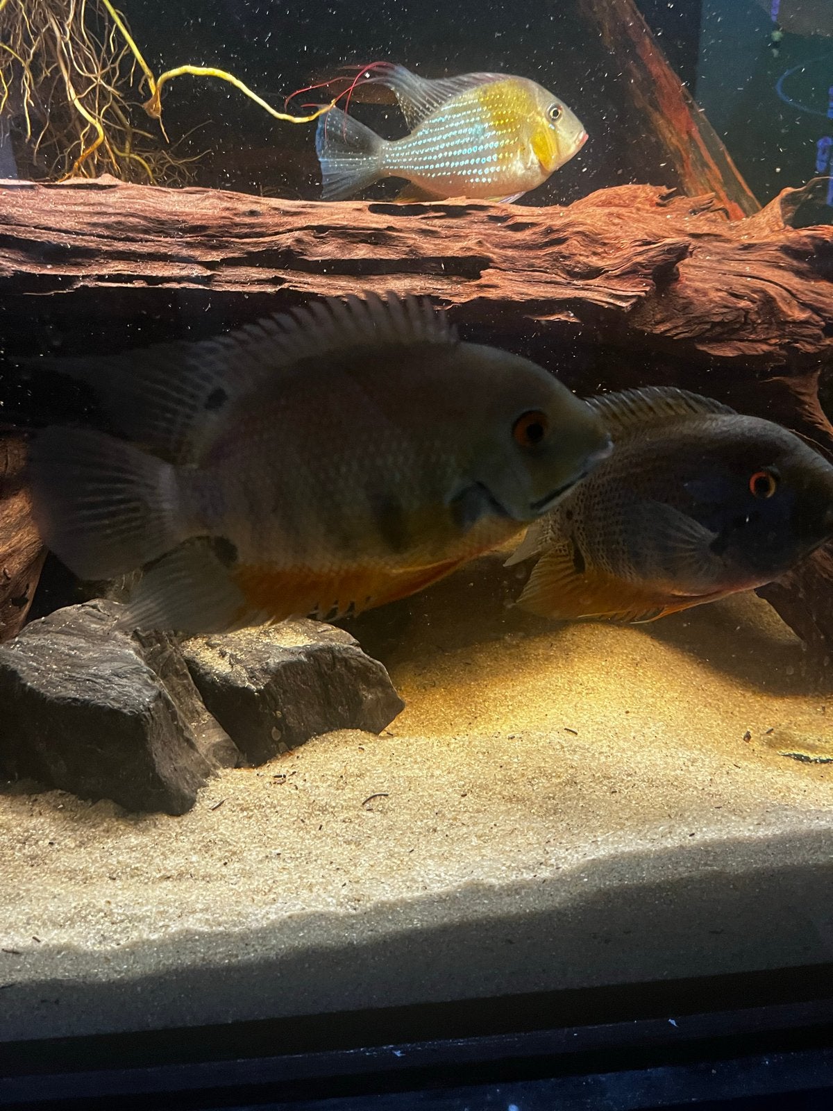 Severum koppel te koop/ruil, Vis
