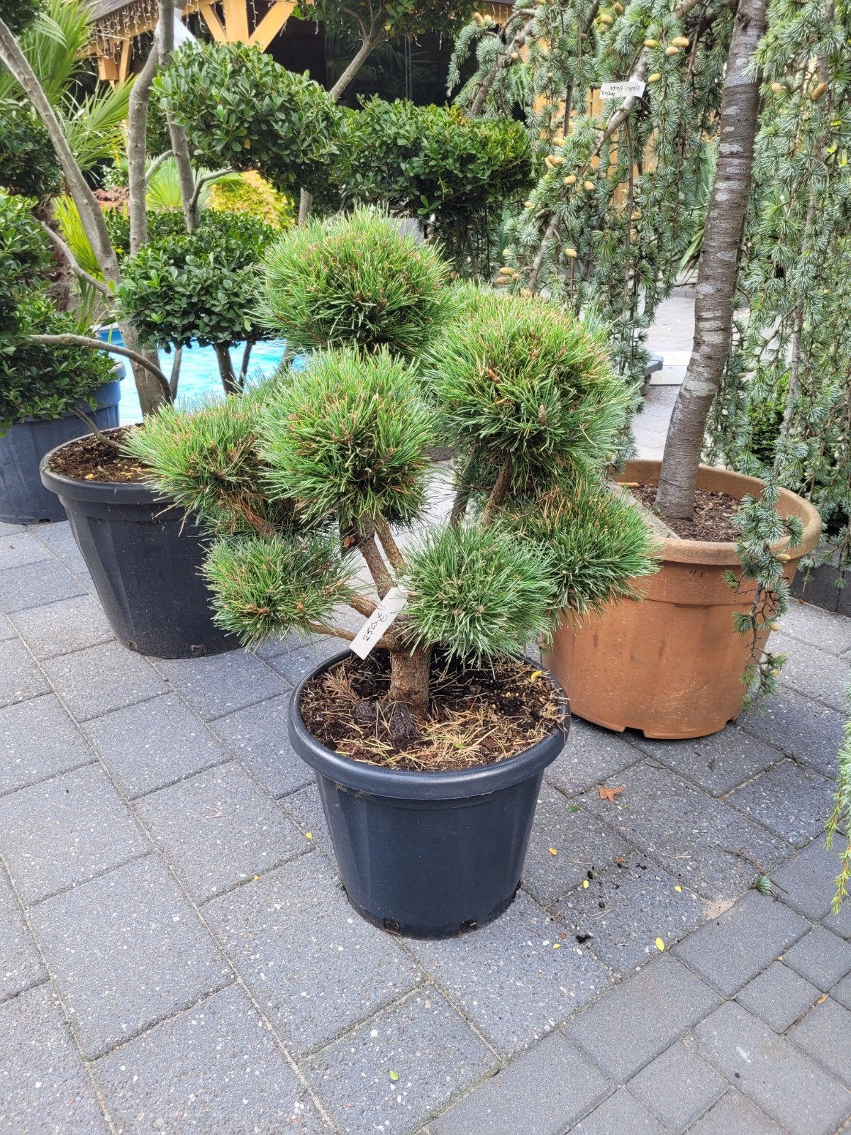 Pinus Sylvestris Watereri Ponpon - Japanse Dwergden, Tuin en Terras, Bloeit niet, Overige soorten, 100 tot 250 cm, Ophalen