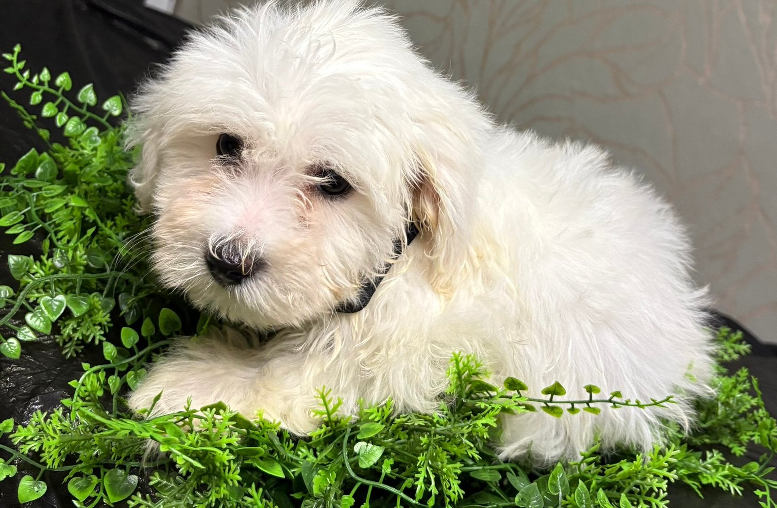 Bichone malteser, Parvo, 8 tot 15 weken, Meerdere, Meerdere dieren