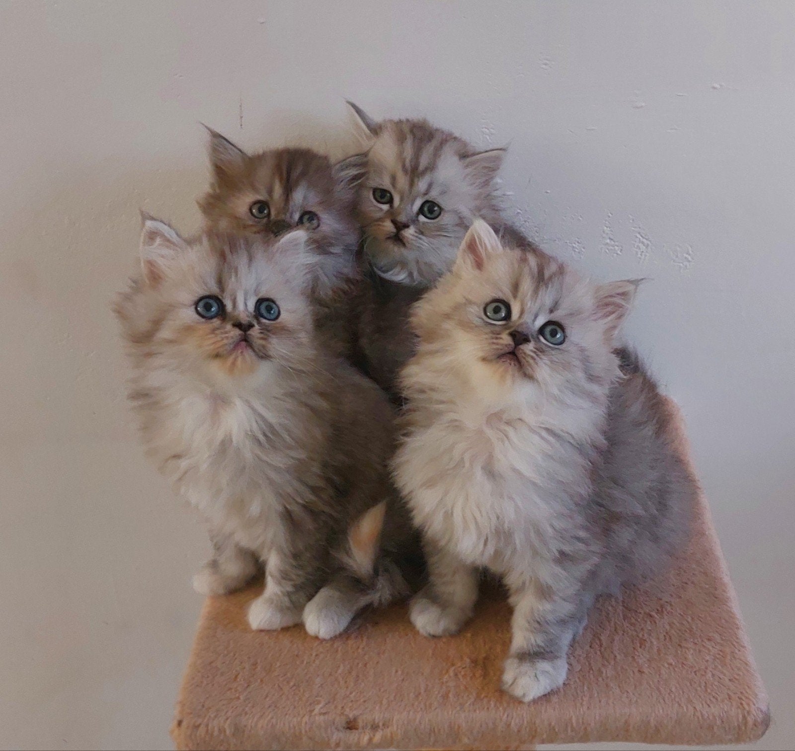 Perzische kittens, Dieren en Toebehoren, Katten en Kittens | Raskatten | Langhaar, Meerdere dieren, 0 tot 2 jaar, Ontwormd