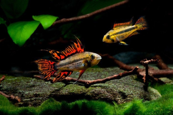 gezocht: koppel Apistogramma cacatuoides, Dieren en Toebehoren, Vissen | Aquariumvissen, Vis
