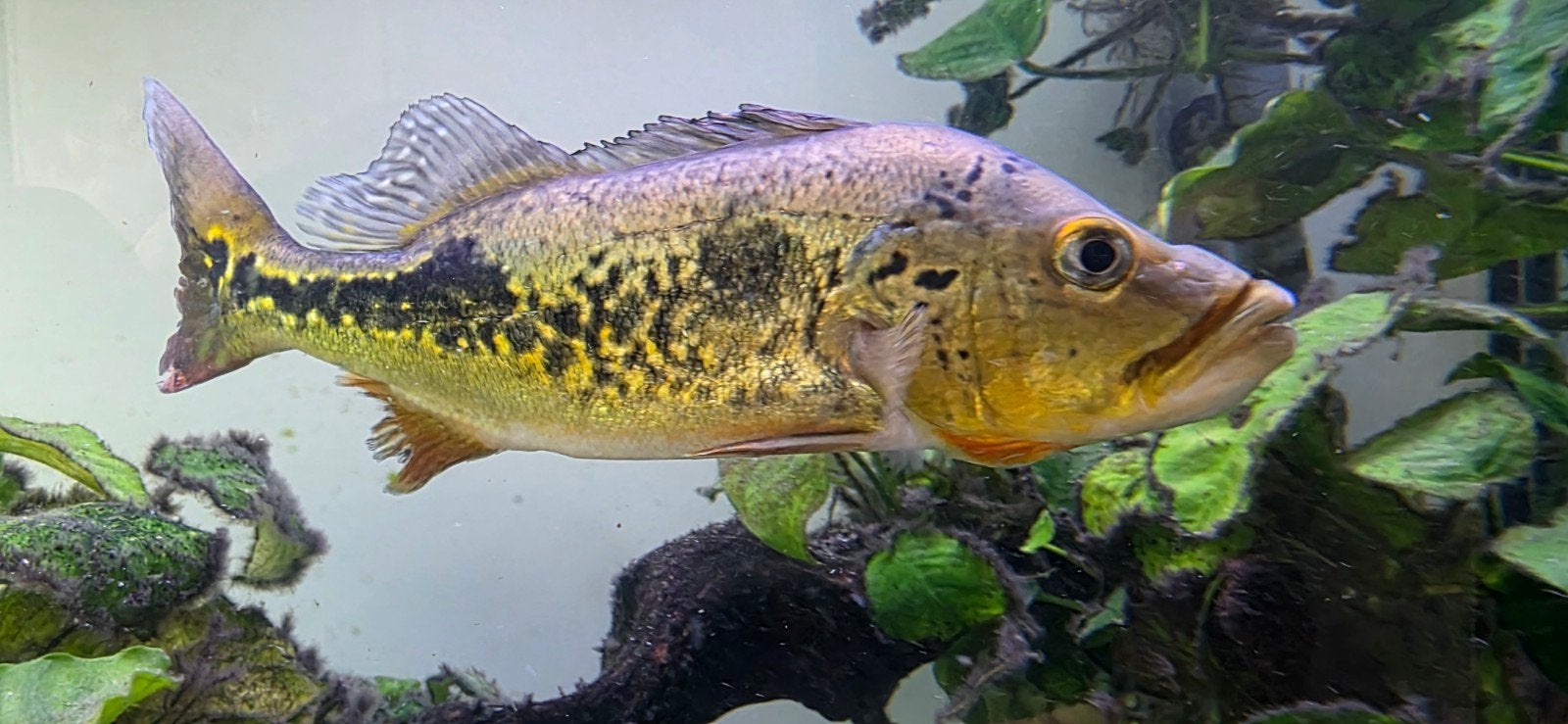 Cichla Monoculus ca. 22 cm, Vis
