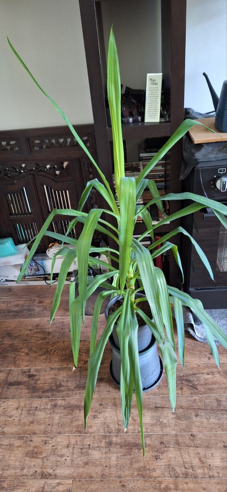 Yucca / 1, Ophalen, Halfschaduw