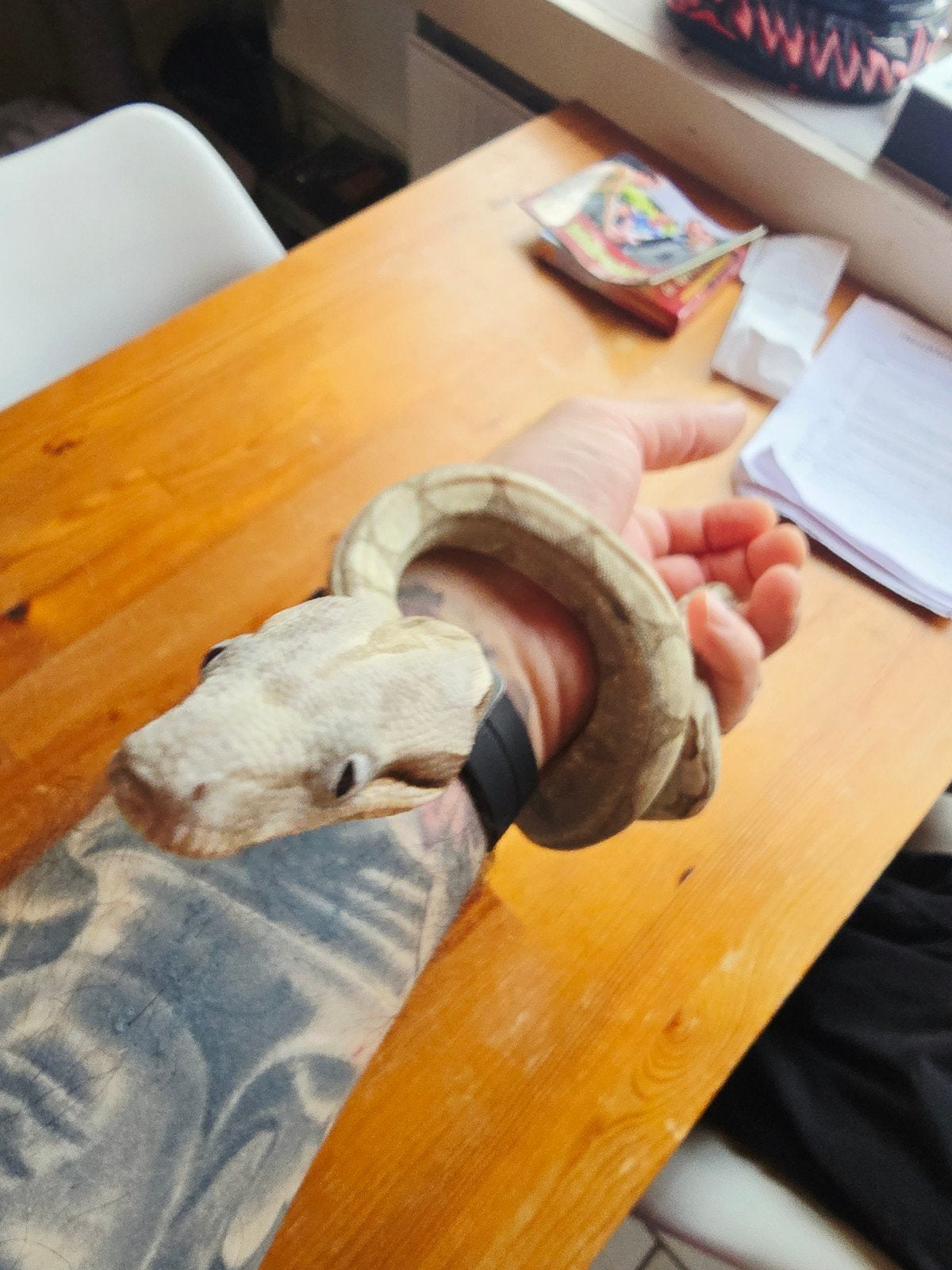boa constrictor imperator 
50% vpi snow
Nakweek 2026

Dit is Boa Constrictor - female for sale from Aaron