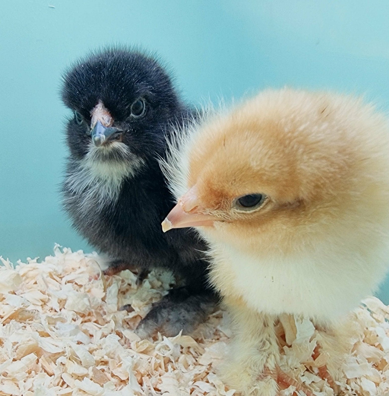 Brahma groothoender hennen cloaca gesekst meerdere kleuren, Meerdere dieren, Kip