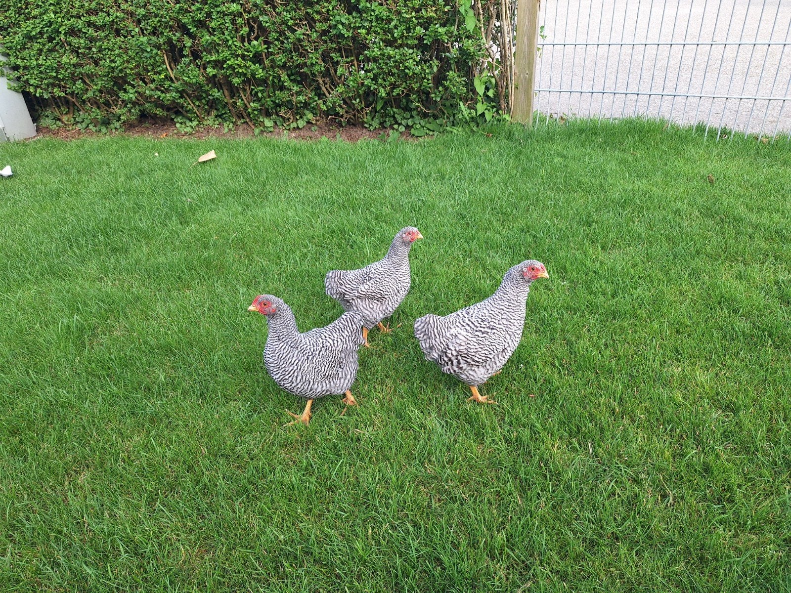Te koop: wyandotte hanen koekkoek, Dieren en Toebehoren, Pluimvee