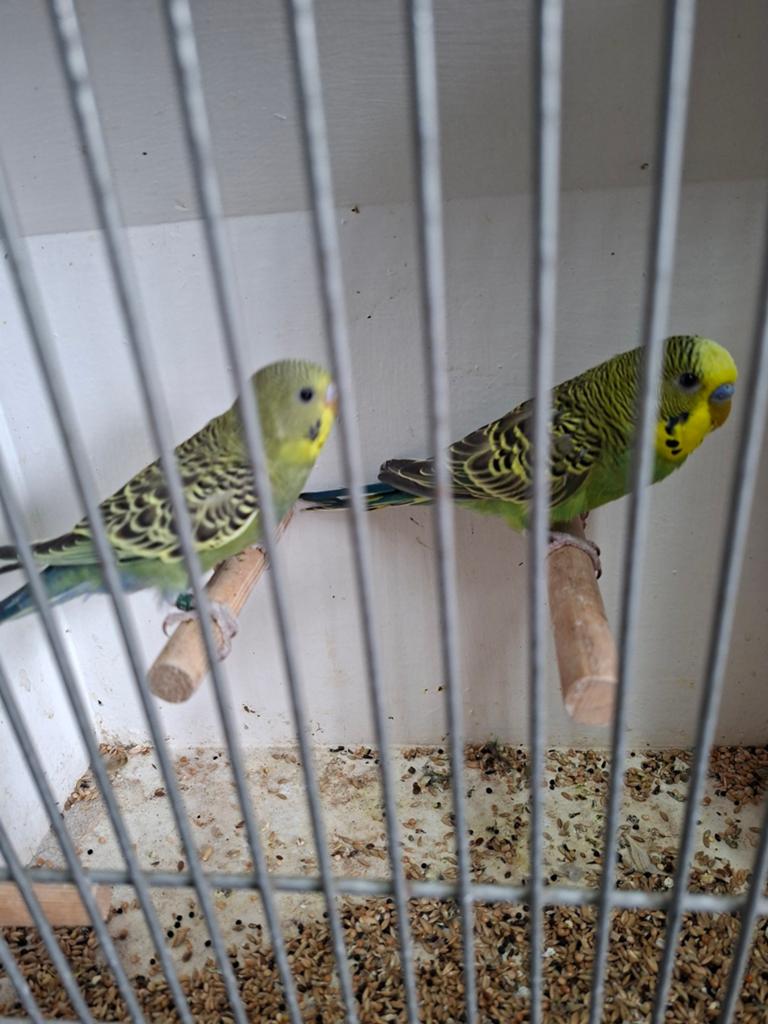 2 koppels split blackface grasparkieten, Dieren en Toebehoren, Vogels | Parkieten en Papegaaien, Meerdere dieren, Parkiet