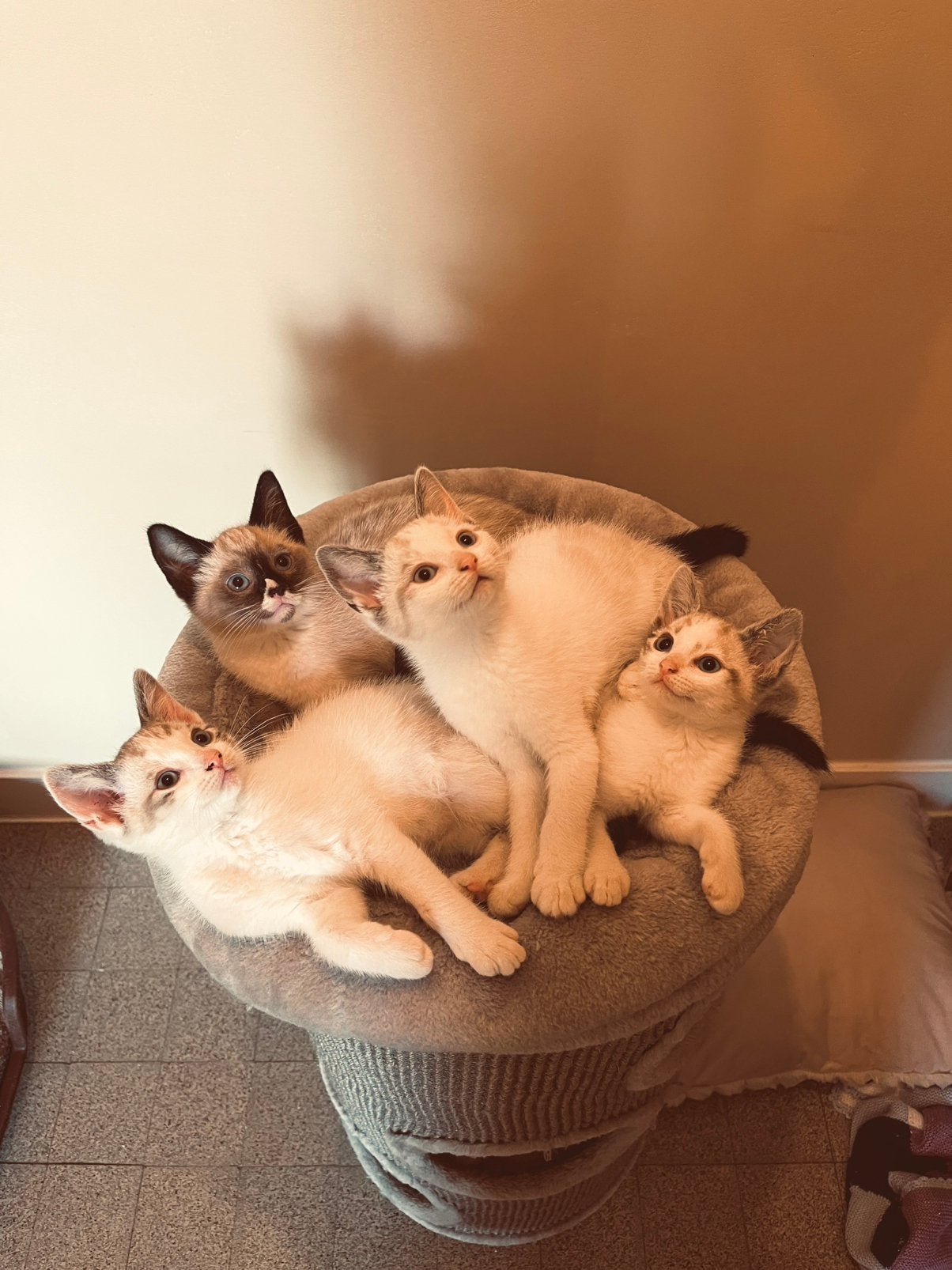 Unieke kittens kruising Siamees Seal point &Lynx/Tabby Point, Dieren en Toebehoren, Katten en Kittens | Raskatten | Korthaar, Meerdere dieren