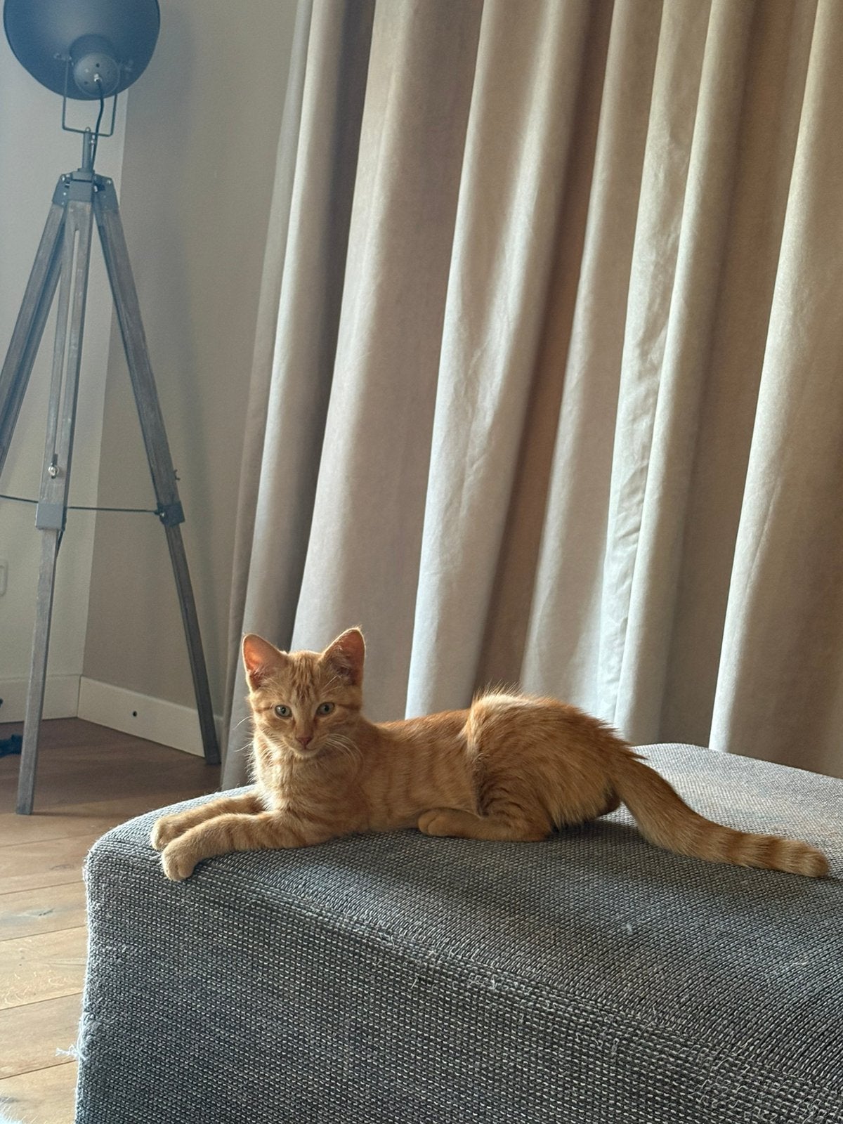 Kitten, Dieren en Toebehoren, Kater, Ontwormd, 0 tot 2 jaar