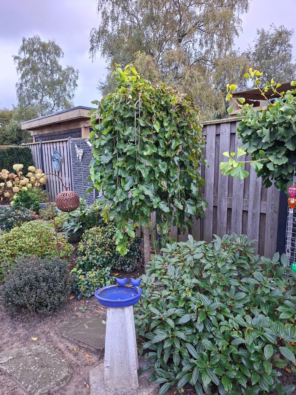 moerbei op stam, Tuin en Terras, Ophalen, Bloeit niet, Halfschaduw, Overige soorten