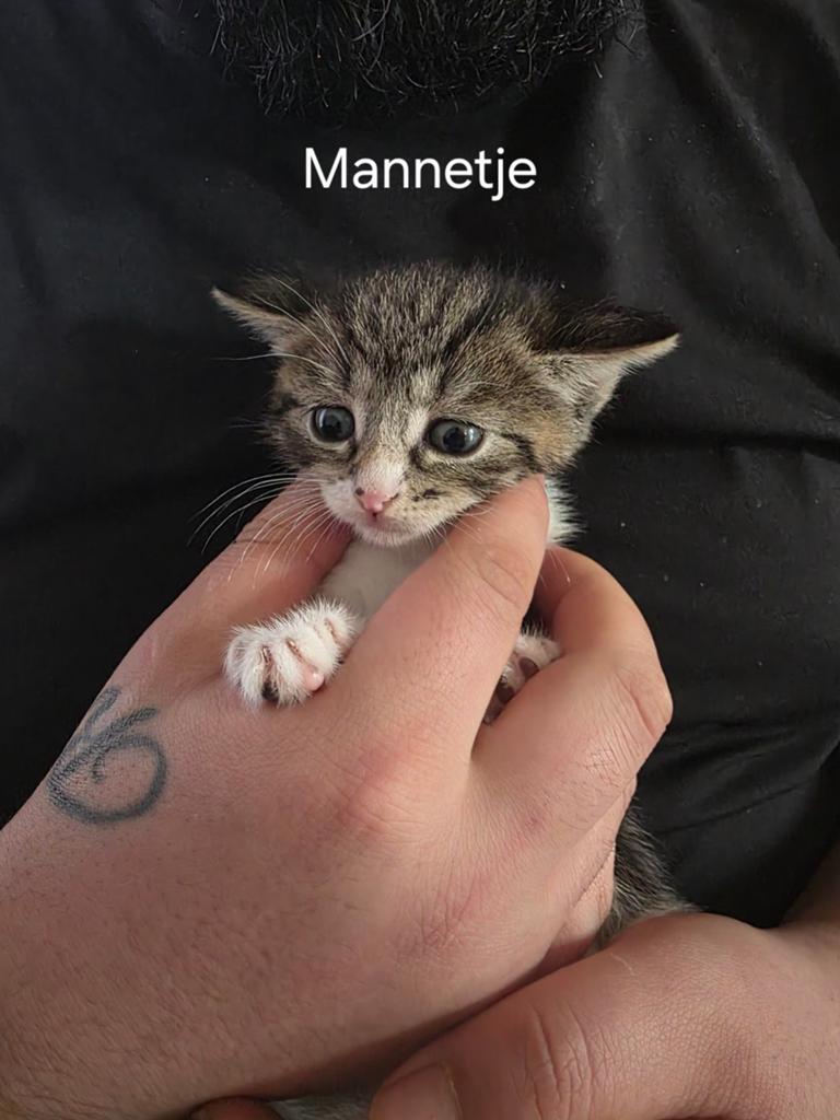 ALLE KITTENS VERKOCHT !!, Meerdere dieren, Kortharig