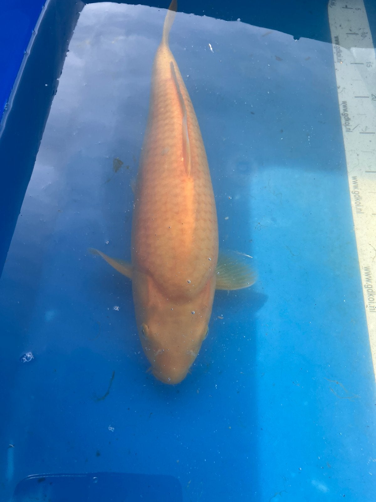 Mooie karashigoi 40 cm, Karper of Koi