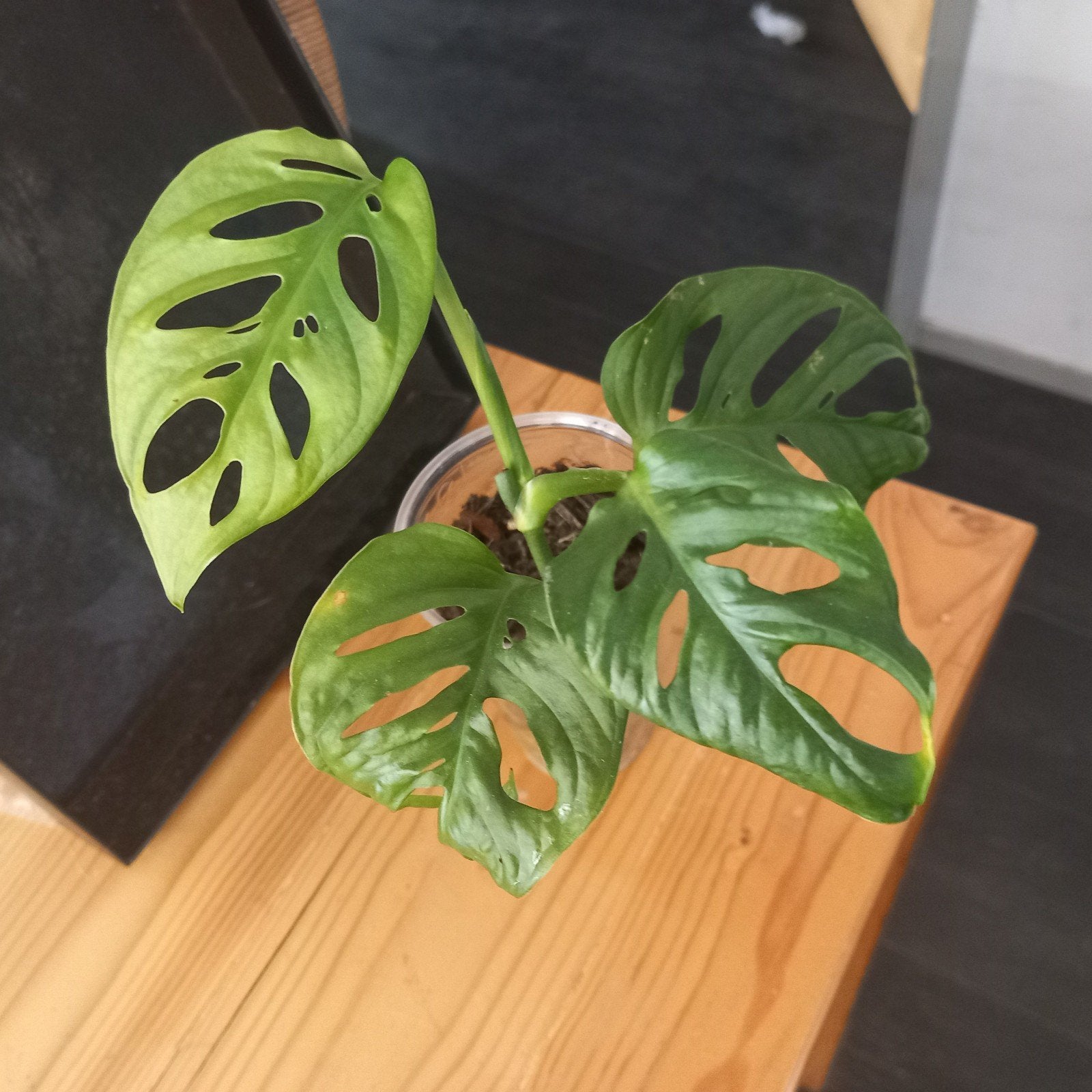 Monstera adansonii stek nr 18, Huis en Inrichting, Kamerplanten, Ophalen of Verzenden, Halfschaduw, Minder dan 100 cm