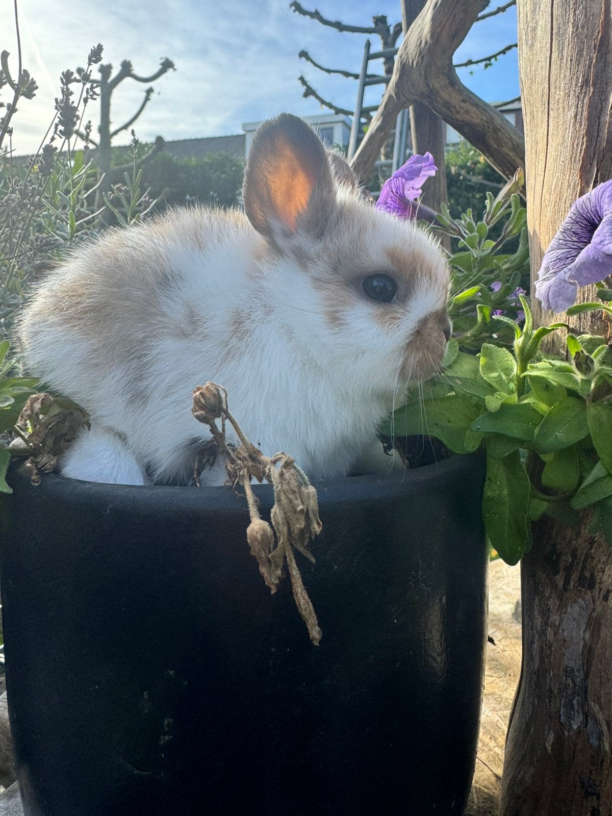 loffelohrtjes baby konijntjes, Dieren en Toebehoren, Meerdere dieren, Dwerg