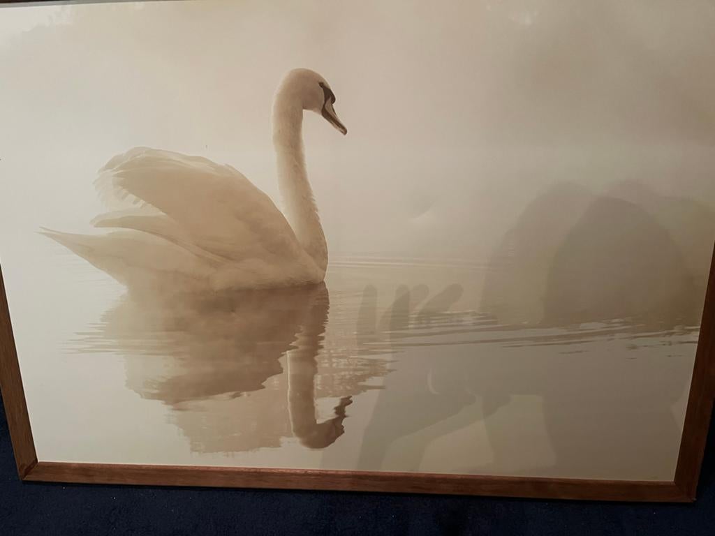 Wanddecoratie Zwaan in Mist - Sfeervolle Ingelijste Foto, Ophalen