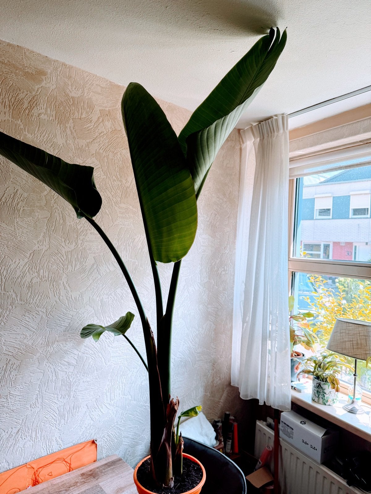 Strelitzia Augusta, Huis en Inrichting, Kamerplanten, 150 tot 200 cm, Groene kamerplant, Halfschaduw, Ophalen