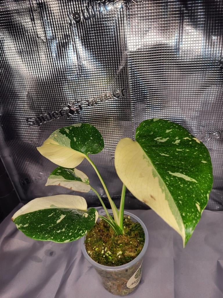 Monstera Thaicon highly-variegated, Overige soorten, In pot, Minder dan 100 cm, Bloeiende kamerplant