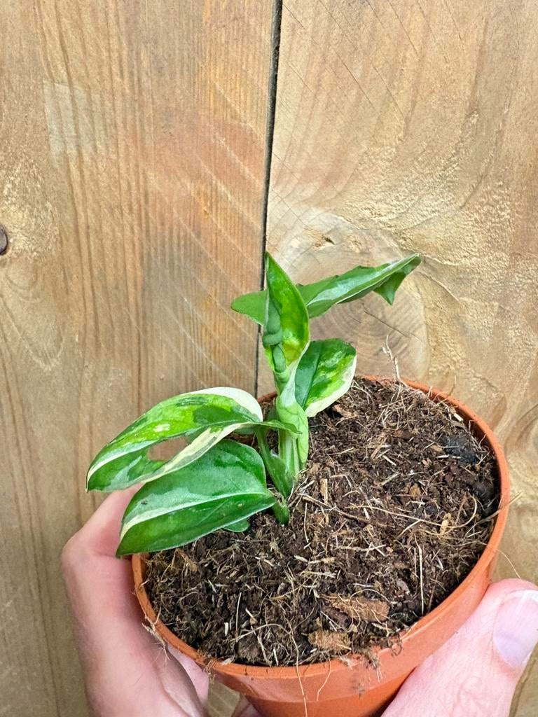 Monstera adansonii monheymask plant variegata tricolor albo, Huis en Inrichting, Kamerplanten, Ophalen of Verzenden, Halfschaduw