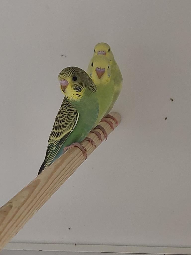 4 jonge grasparkieten te koop, Meerdere dieren, Parkiet