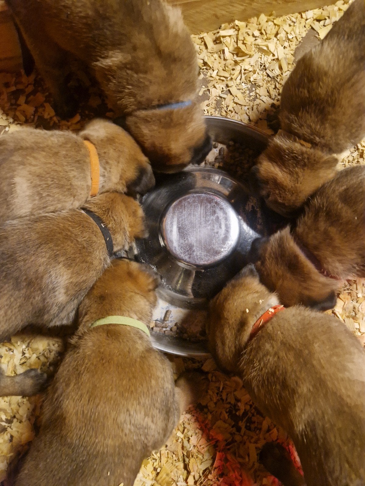 Nest puppies Mechelaar werklijn/stamboom nog 2 reu 3 teef, 8 tot 15 weken, Meerdere, Meerdere dieren, Herder