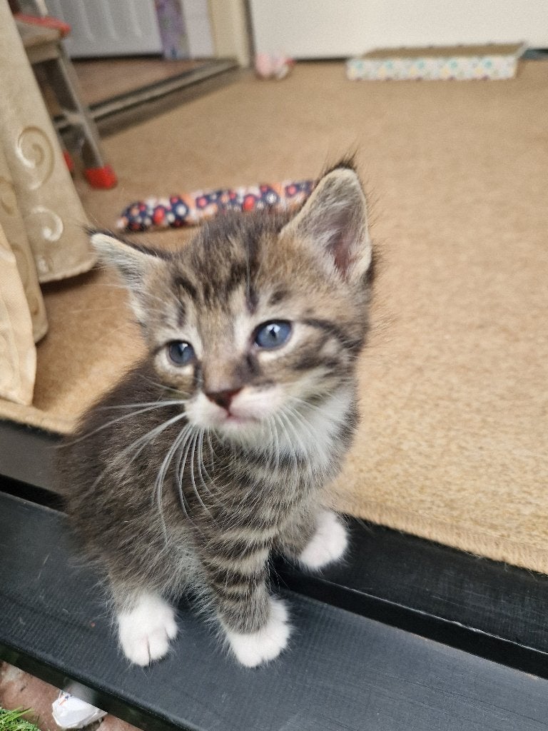 Kittens, 0 tot 2 jaar