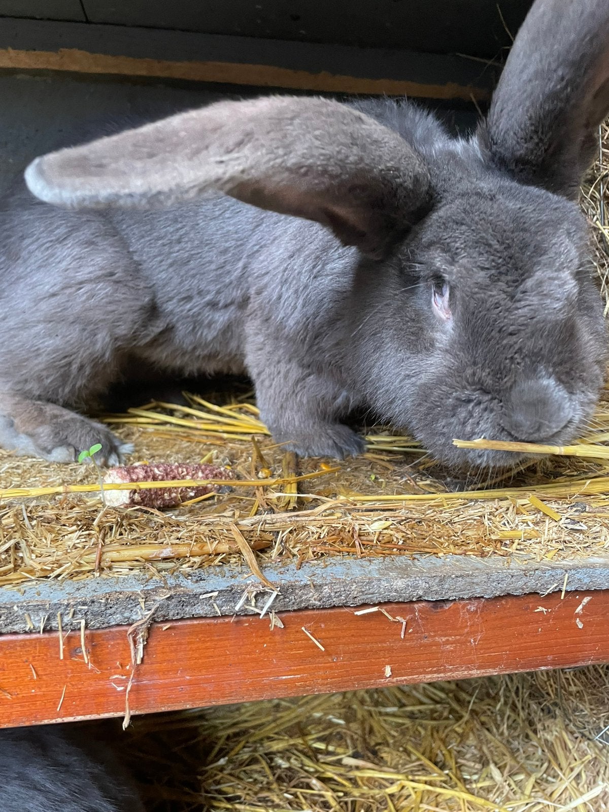 2 mooie blauwe vlaamse reus rammen, Dieren en Toebehoren, Konijnen, Mannelijk, Groot