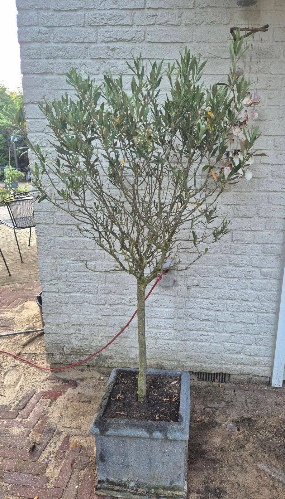 Olijfboom met pot, 100 tot 250 cm, Olijfboom, Zomer, Ophalen