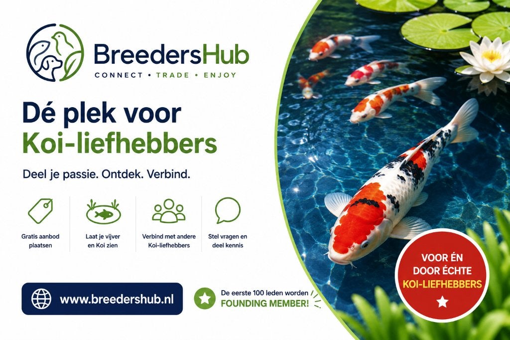 BreedersHub – dé plek voor Koi-liefhebbers, Karper of Koi