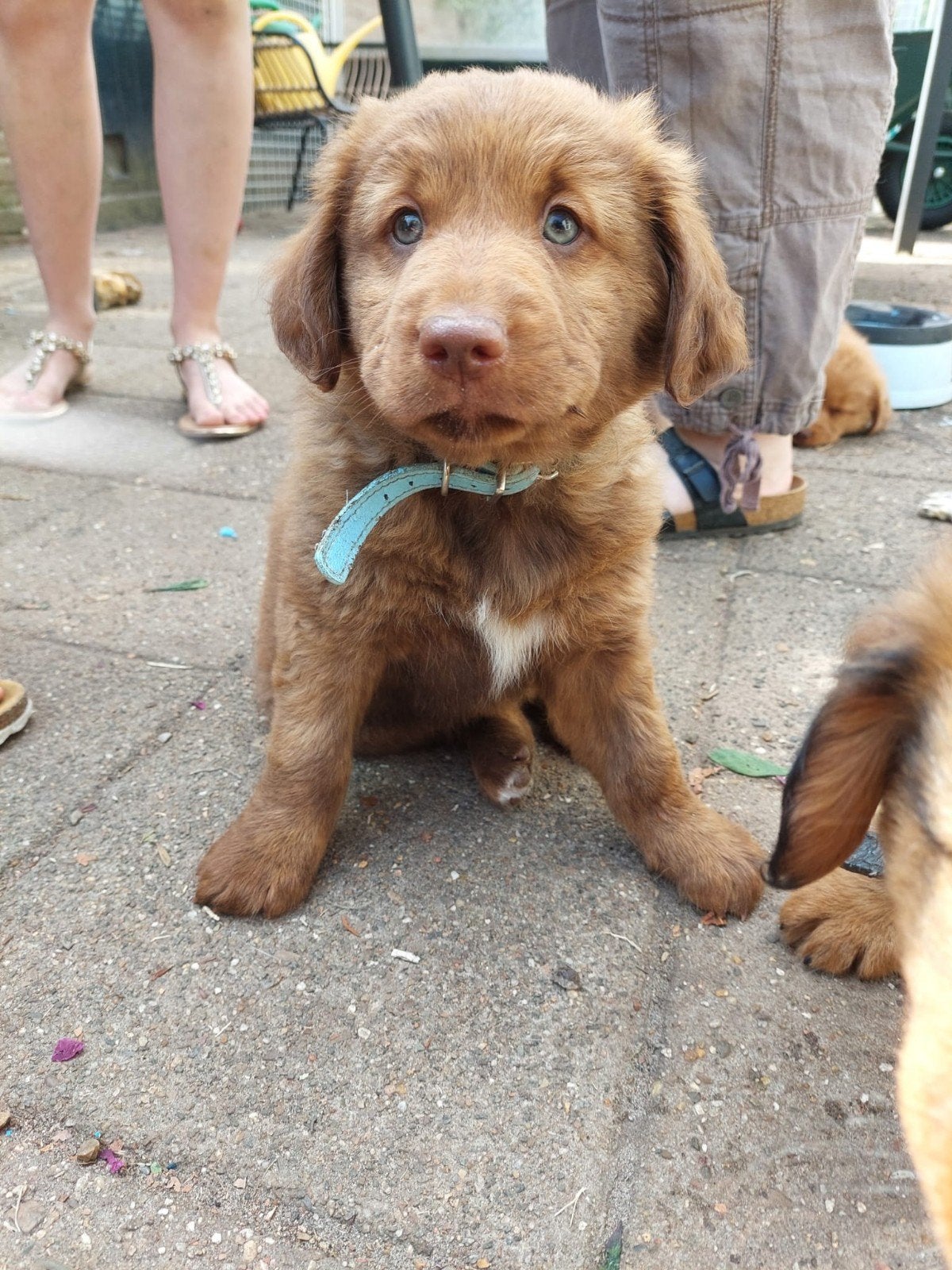 Mooie kruising toller/ golden retriever, Parvo, 8 tot 15 weken, Meerdere, Meerdere dieren