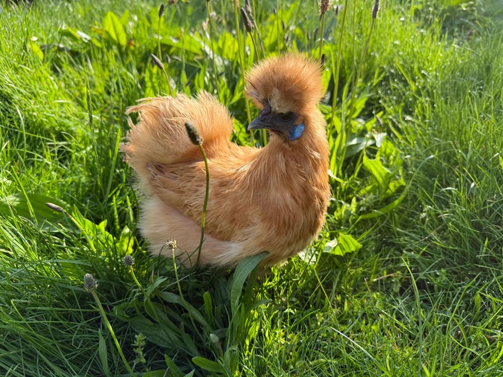 Zijdehoen kriel hennen van vorig jaar !, Dieren en Toebehoren, Pluimvee, Vrouwelijk, Kip