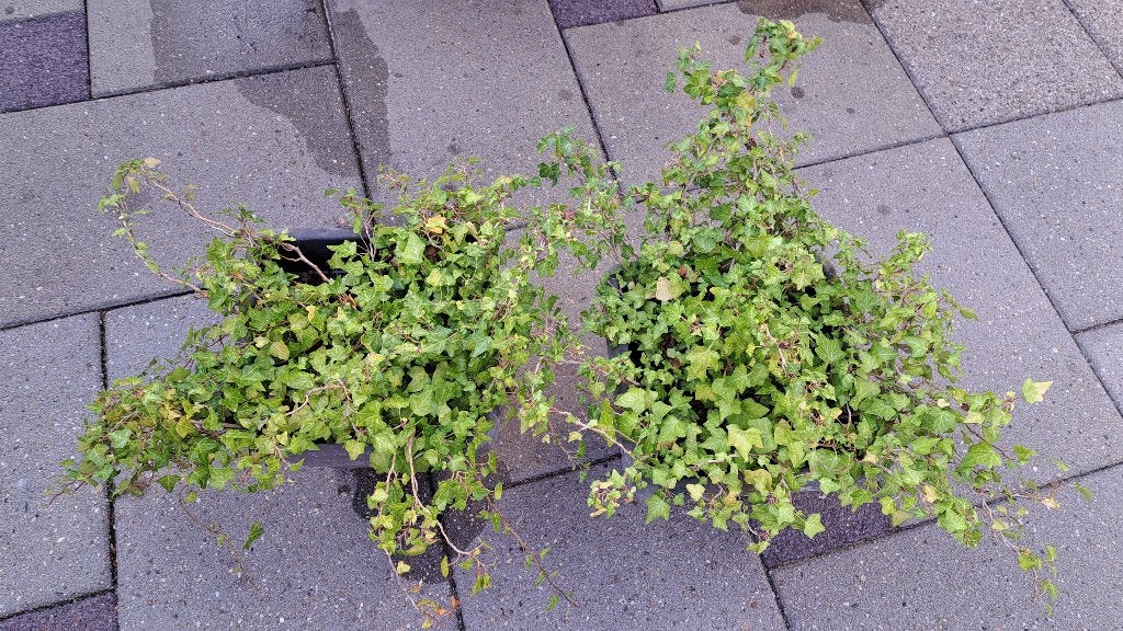 2 potten compleet met hedera (klimop), Tuin en Terras, Ophalen, Overige materialen, Gebruikt, Rond