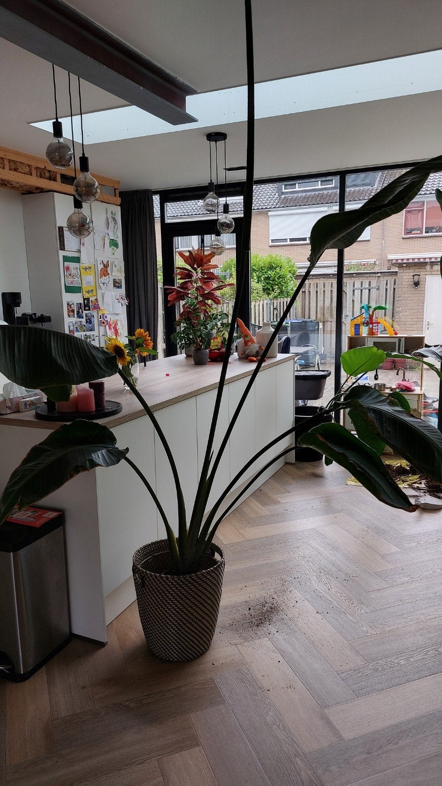 Strelitzia nicolai, Huis en Inrichting, Kamerplanten, Ophalen