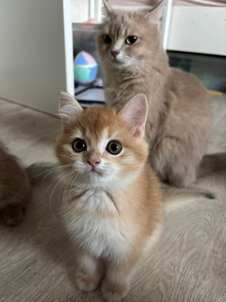 Raszuivere Britse korthaar kittens, Meerdere dieren, Ontwormd, 0 tot 2 jaar