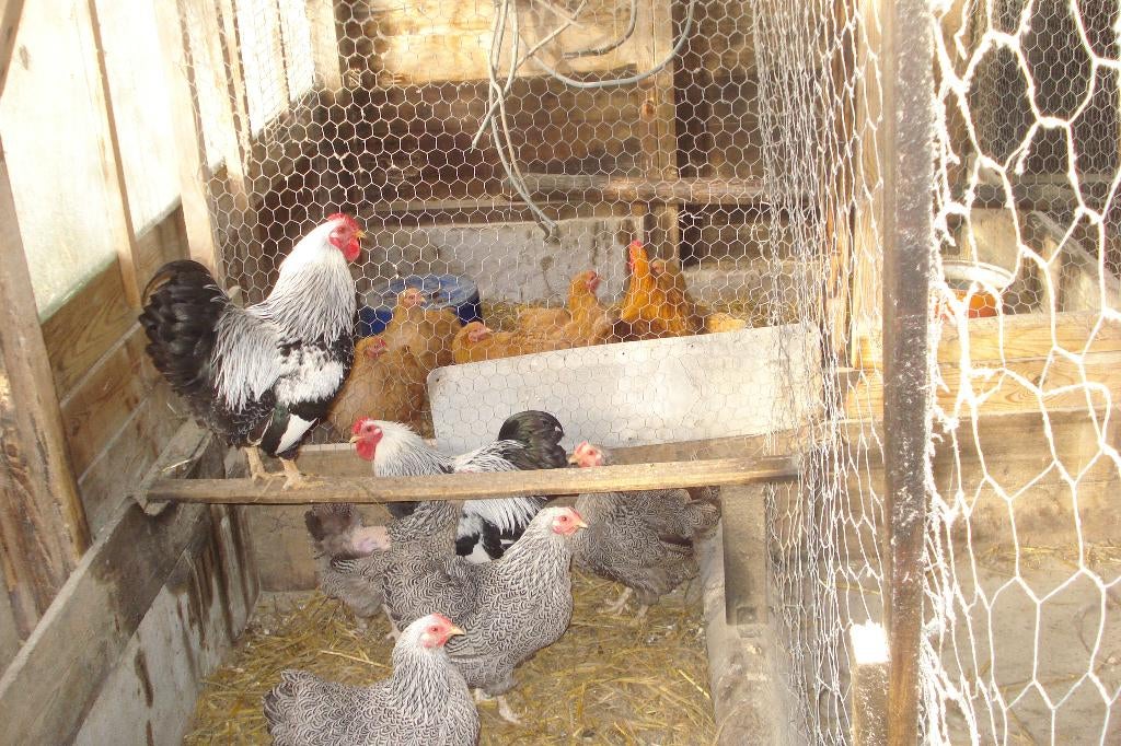 broedeieren Wyandotte Kriel, Dieren en Toebehoren, Pluimvee, Geslacht onbekend, Kip